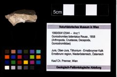 Foto (Objekt + Etikett) von Goniodromites bidentatus (Reuss, 1858)  (NHMW-GEO-1990-0041-2544)